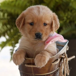 Golden Retriever Puppies For Sale