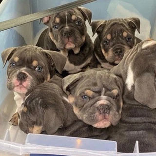 EnglishBulldogPuppyShop