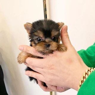 Paws_ Home