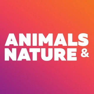 Animals Amp Nature - Beautiful Wallpapers