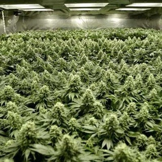Growers Ebooks