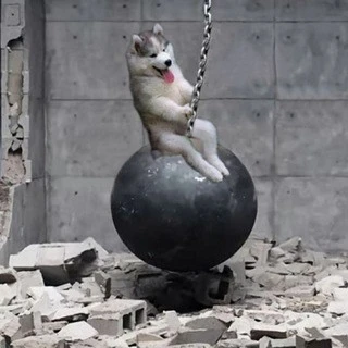 Funny Videos Amp Pictures