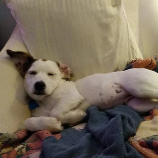 Pets Pics Amp Videos