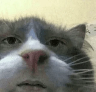 Cats Fun
