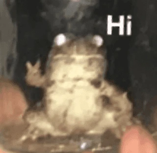 Frogs_Toads Spatanx