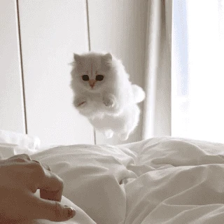 Fluff