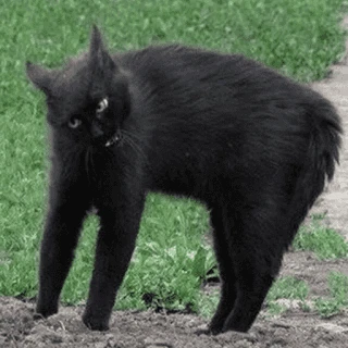 Broken Cats