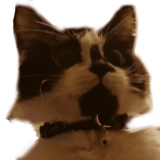 MilkaTheCat